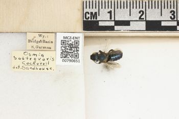 Media type: image;   Entomology 790651 Aspect: Labels